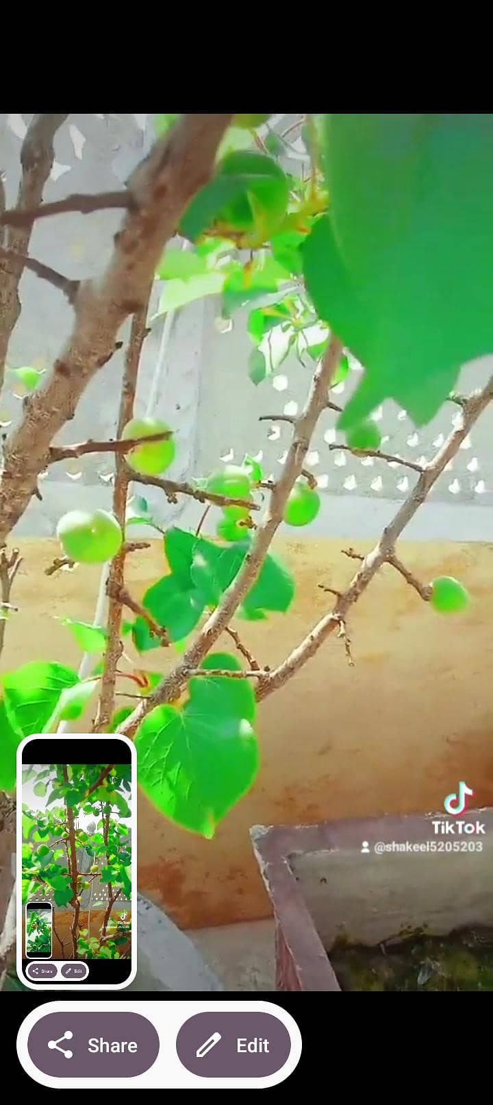 03135205203 11