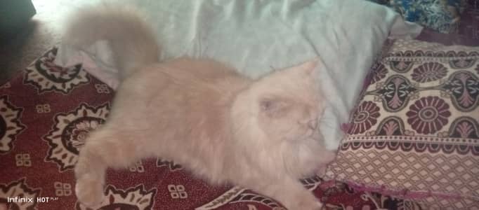 Persian cat triple code