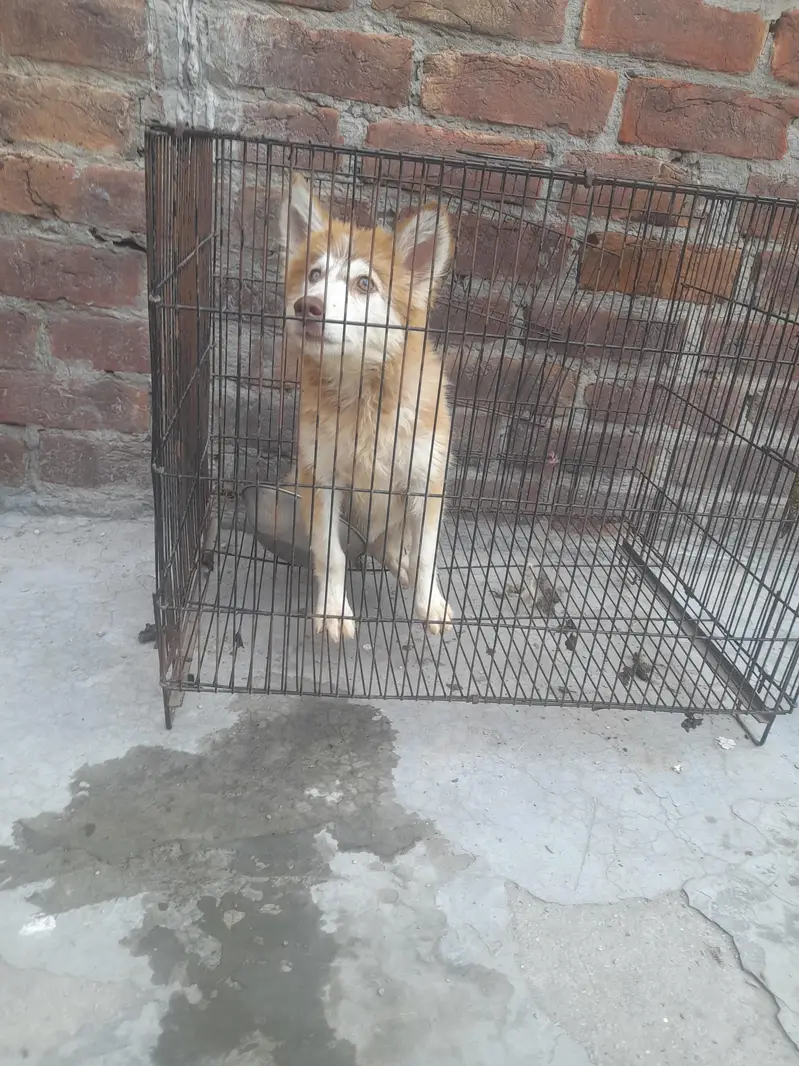 beautiful husky odd eyes female puppy — photo 2