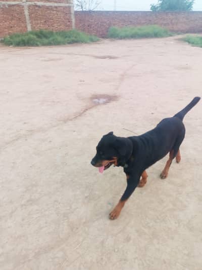 rottweiler female dog