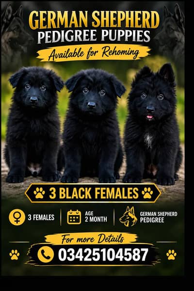Black German Shepherd Female Puppies