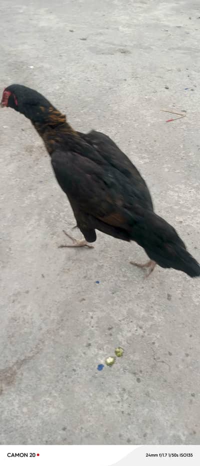 Galwi aseel hen