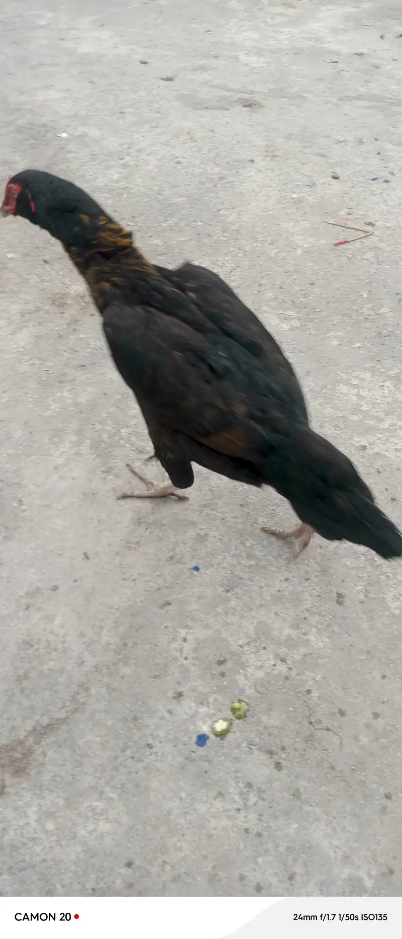 Galwi aseel hen — photo 3