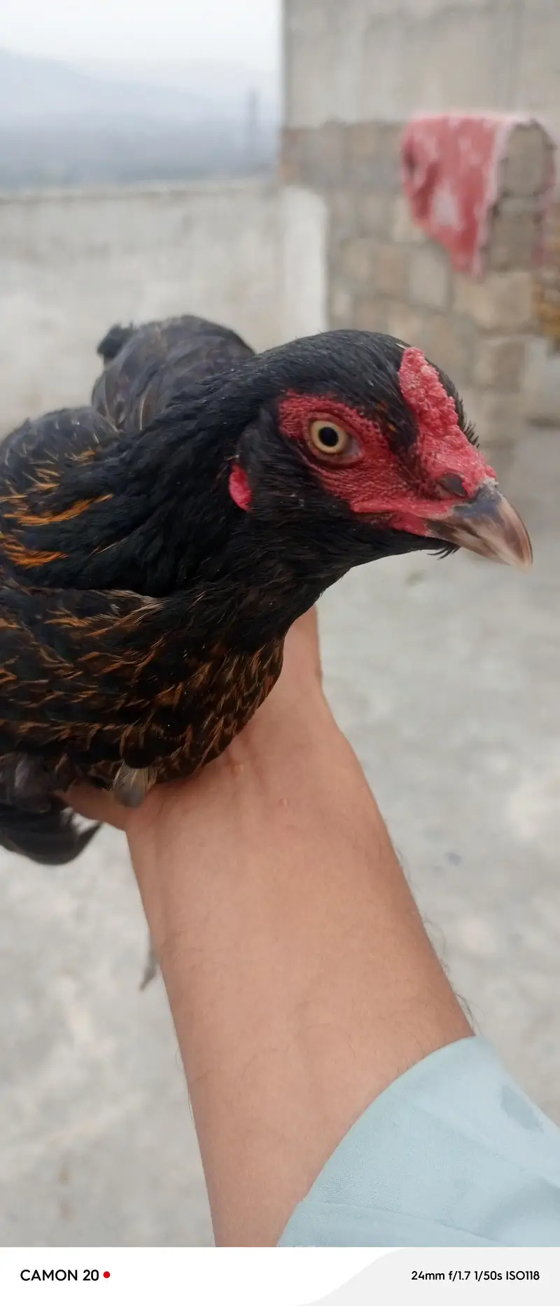 Galwi aseel hen — photo 4
