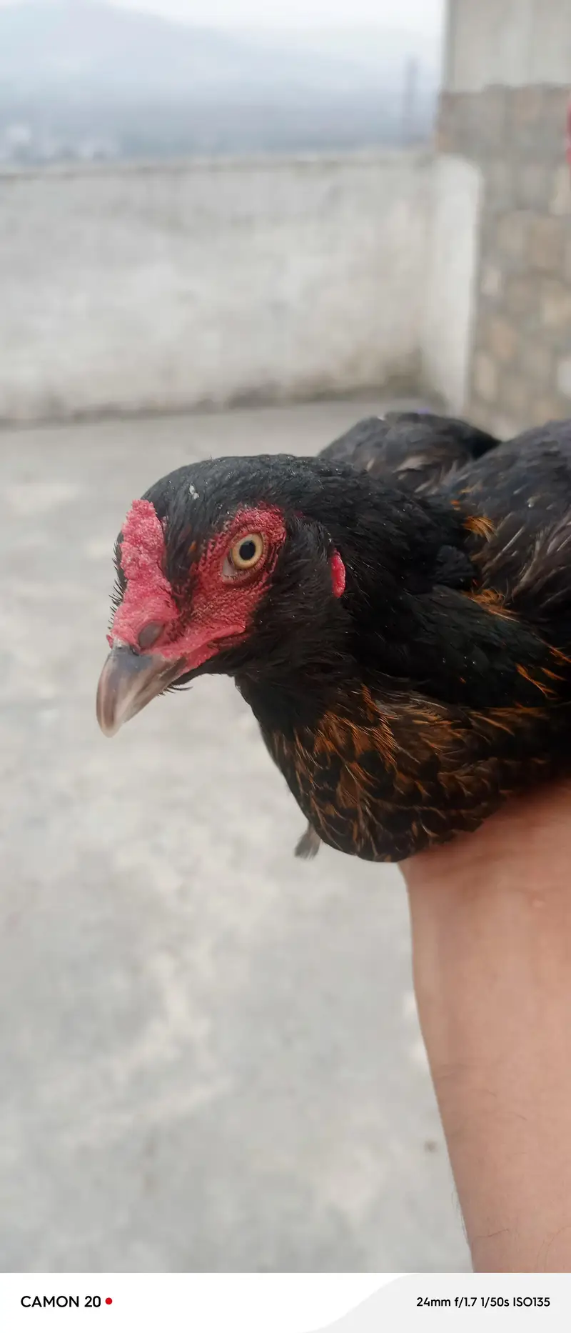 Galwi aseel hen — photo 5