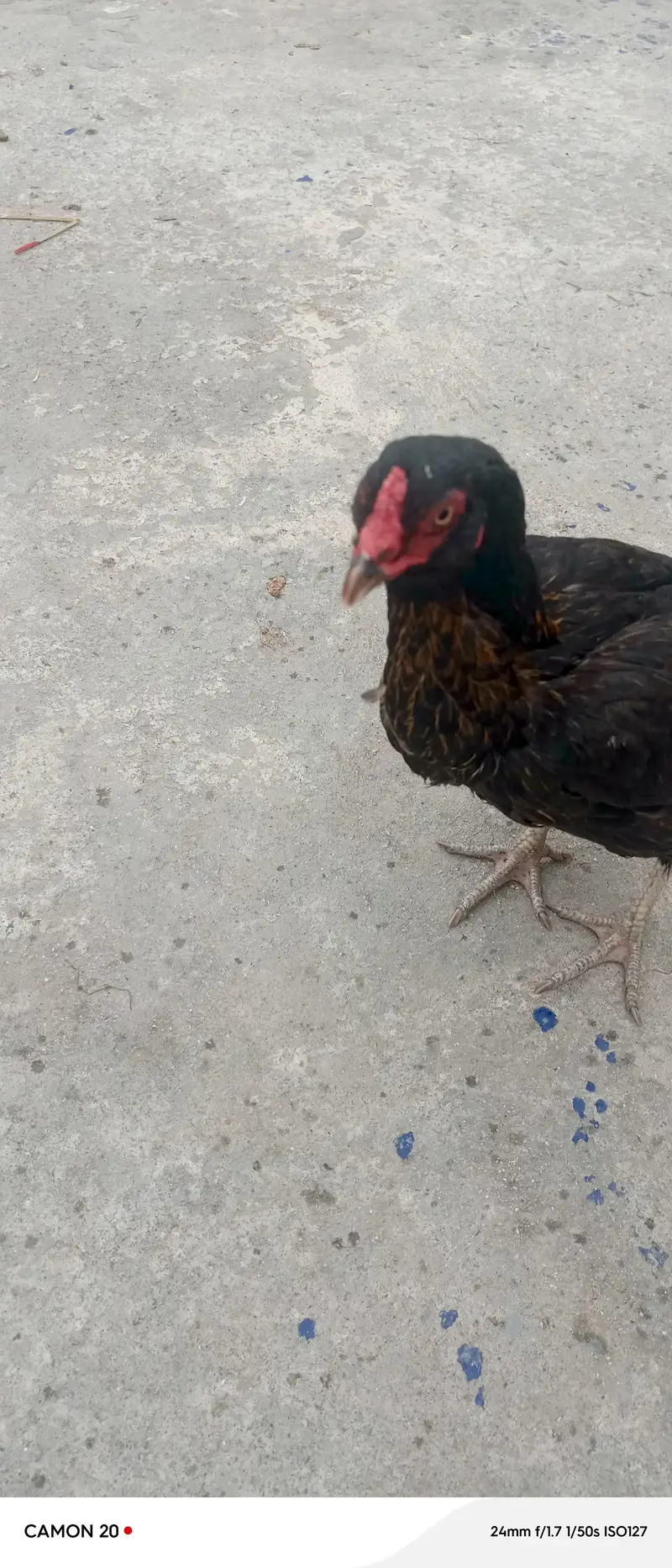 Galwi aseel hen — photo 6