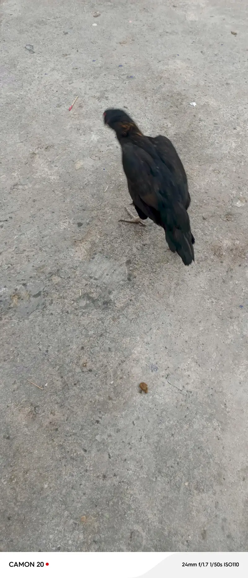 Galwi aseel hen — photo 8