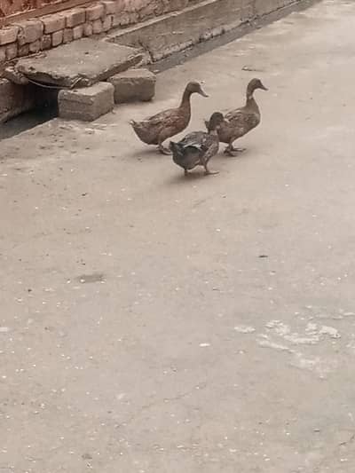 ducks ducks 2 female 1 Male