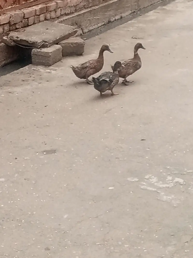 ducks ducks 2 female 1 Male