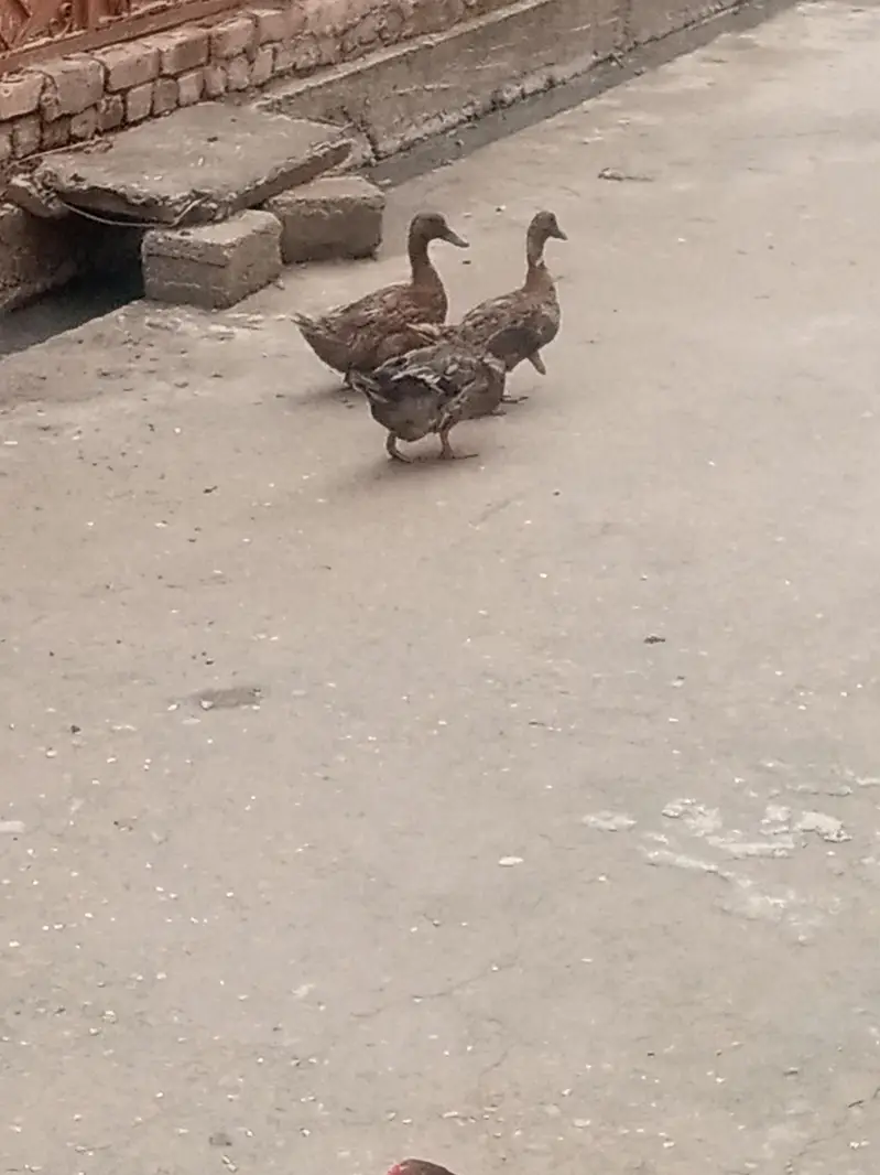 ducks ducks 2 female 1 Male — photo 2