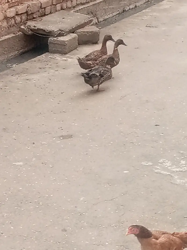 ducks ducks 2 female 1 Male — photo 3