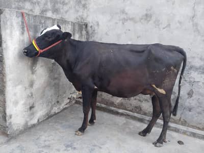 cow pure jersey
