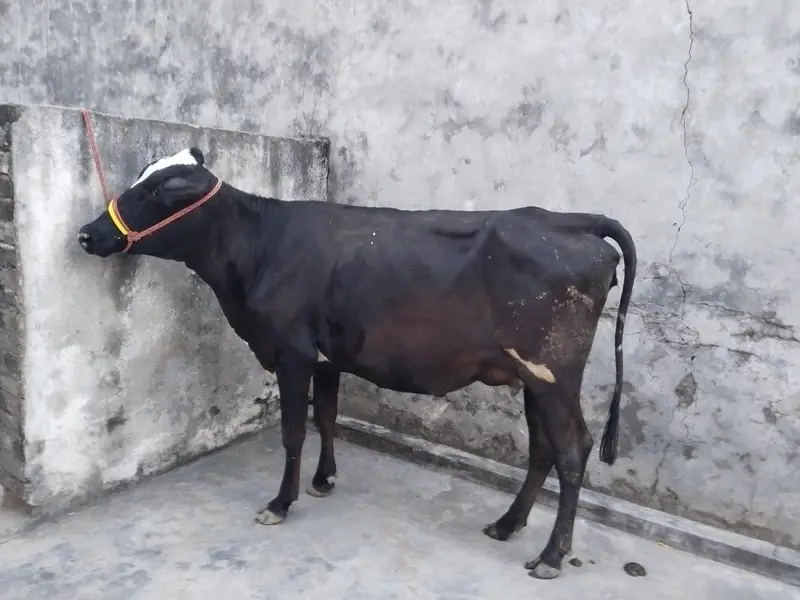 cow pure jersey — photo 2