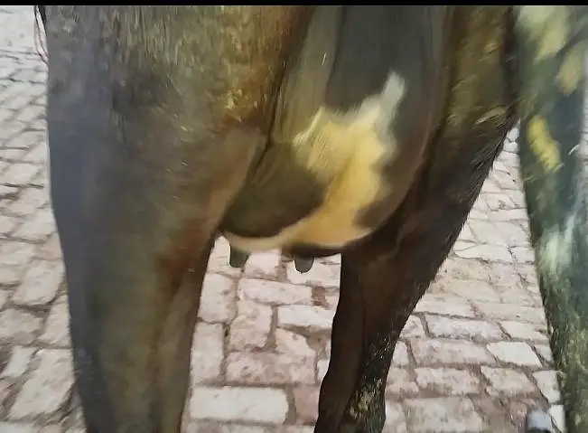 cow pure jersey — photo 3