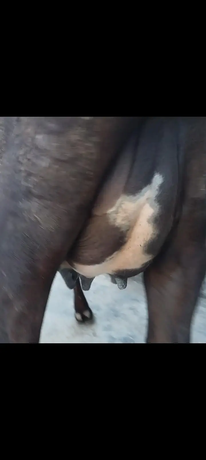 cow pure jersey — photo 4