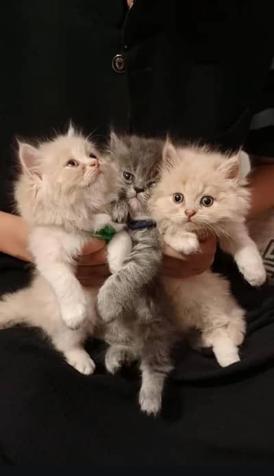 Persian Cat & Kittens || Pure Persian Peke Face || Cats for Sale