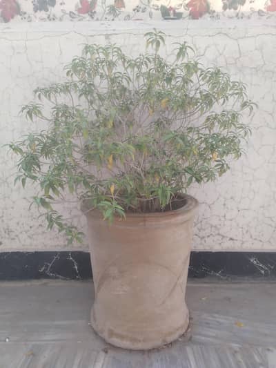 7 plants different varieties