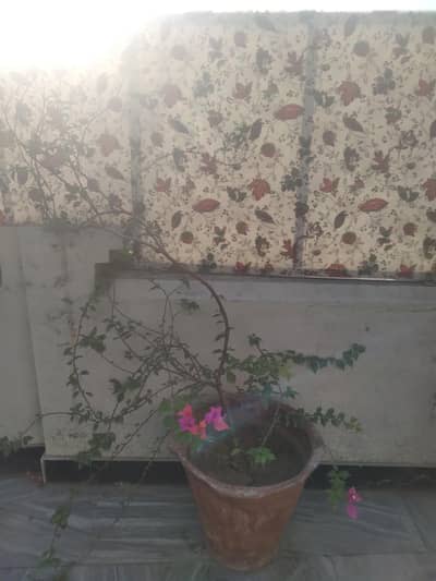 2 plants different varieties