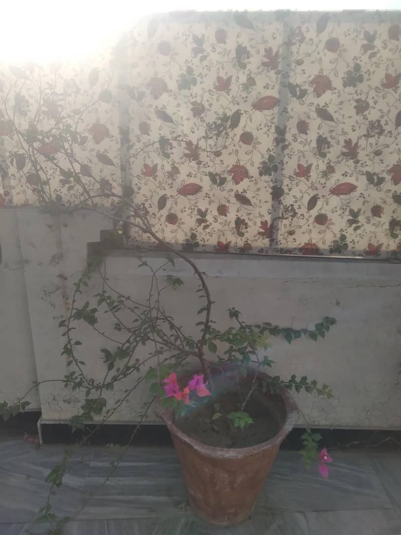 2 plants different varieties 0