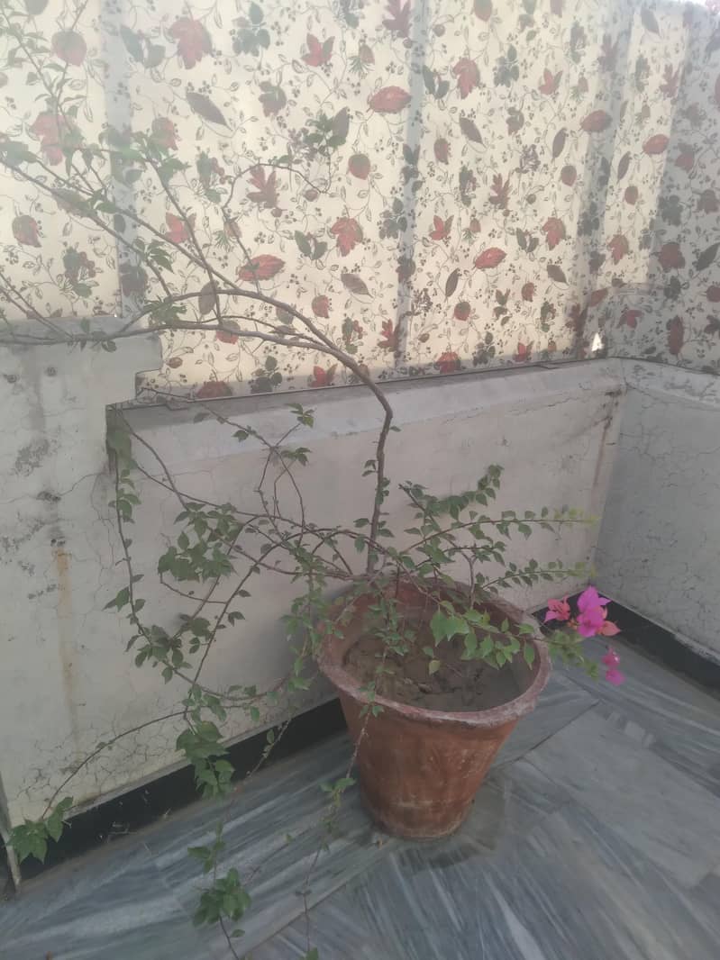2 plants different varieties 1