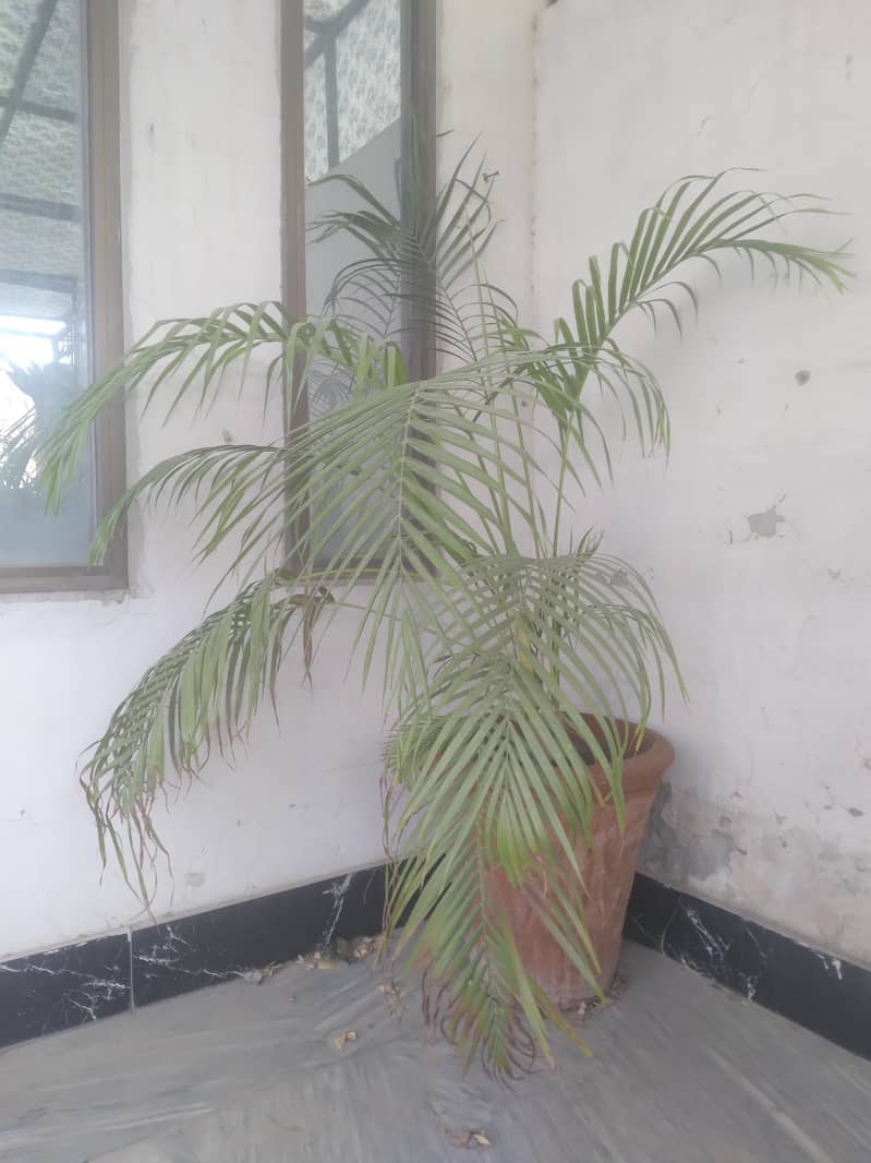 2 plants different varieties 2
