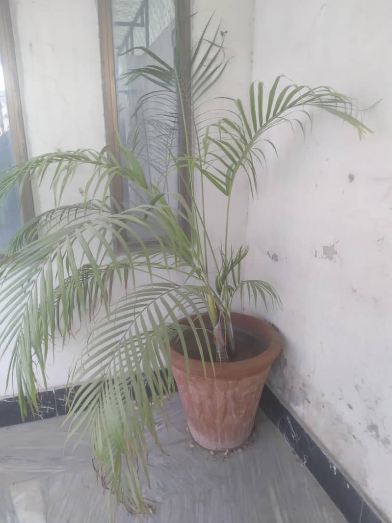 2 plants different varieties 3