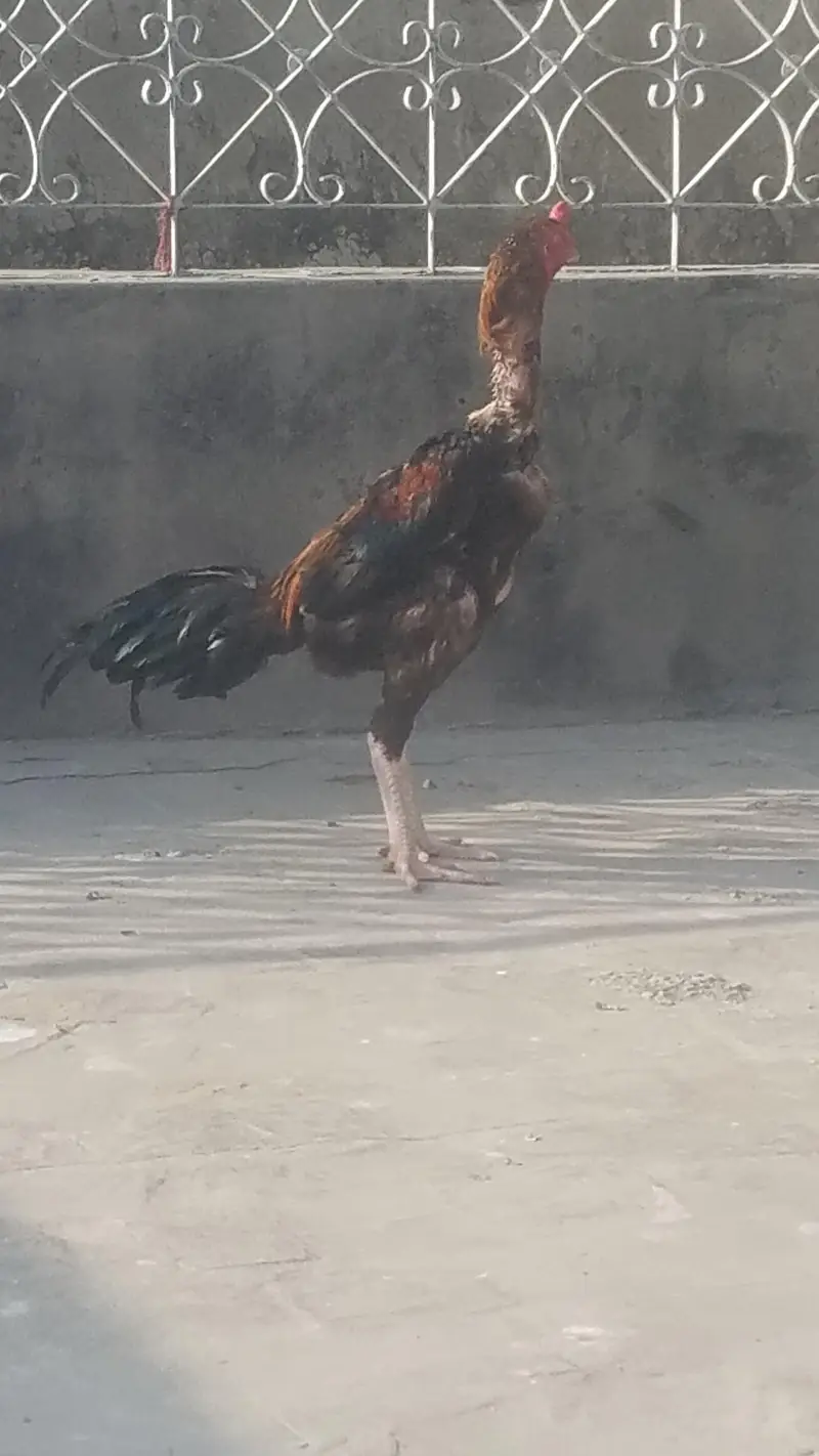 aseel hint x shamoo — photo 4
