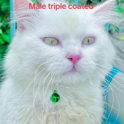 Triple Coated Male Cat