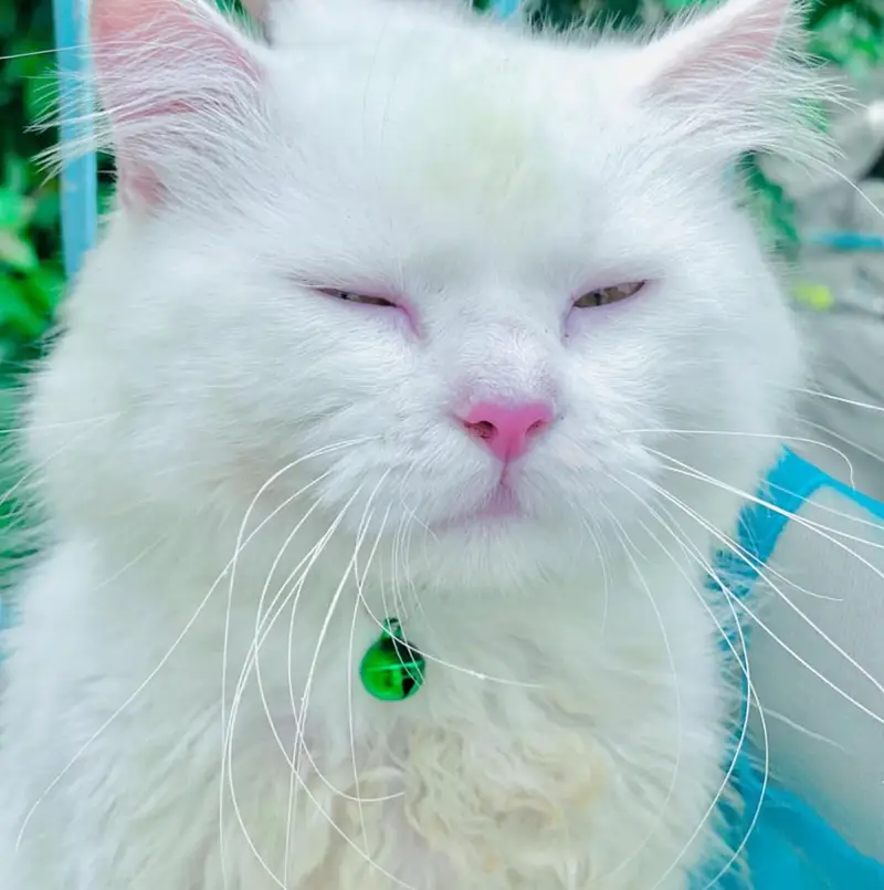 Triple Coated Male Cat — photo 3