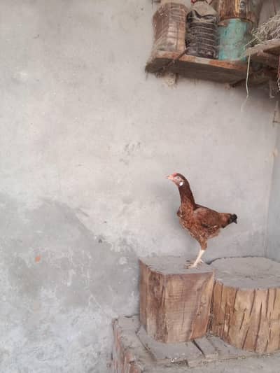 urgent sale aseel. madia  4 four   aseel mianwali aseel bangam