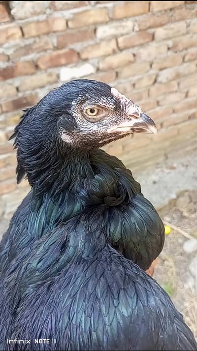 High Quality 3 Madiyan For Sale