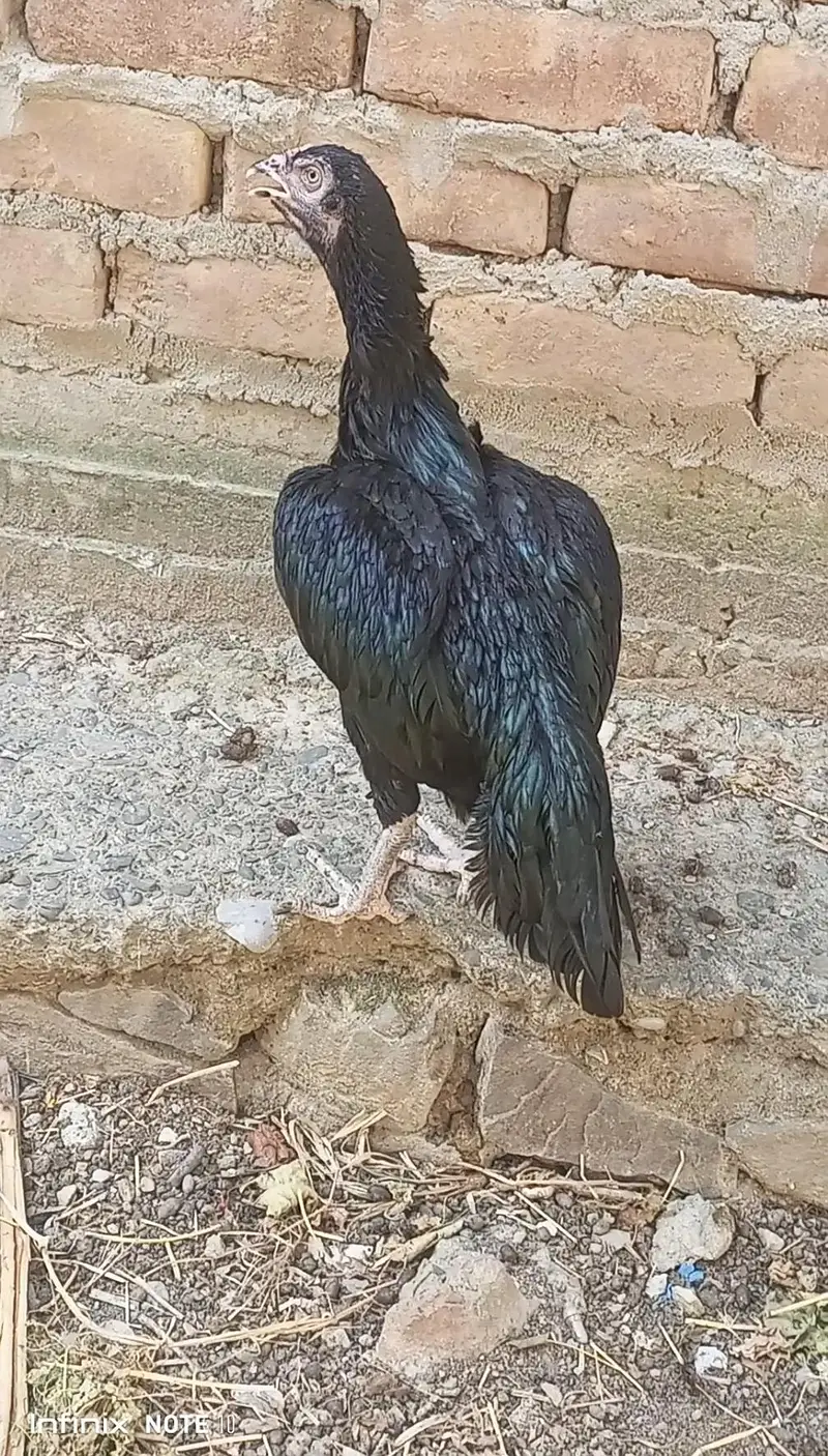 High Quality 3 Madiyan For Sale — photo 3
