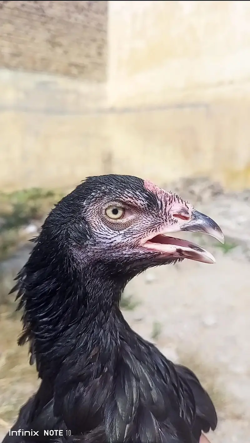 High Quality 3 Madiyan For Sale — photo 8