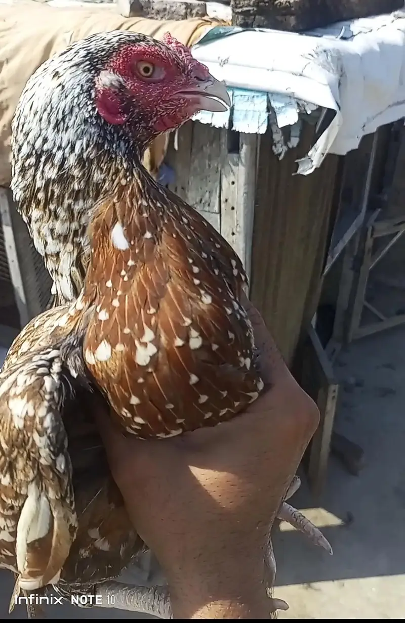 High Quality 3 Madiyan For Sale — photo 10