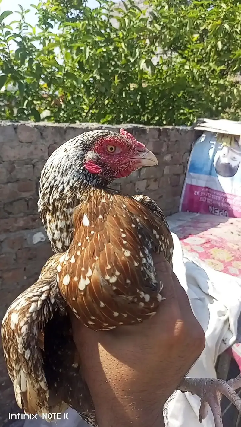 High Quality 3 Madiyan For Sale — photo 12