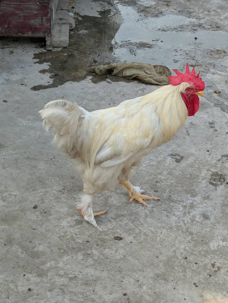 White baff 1
