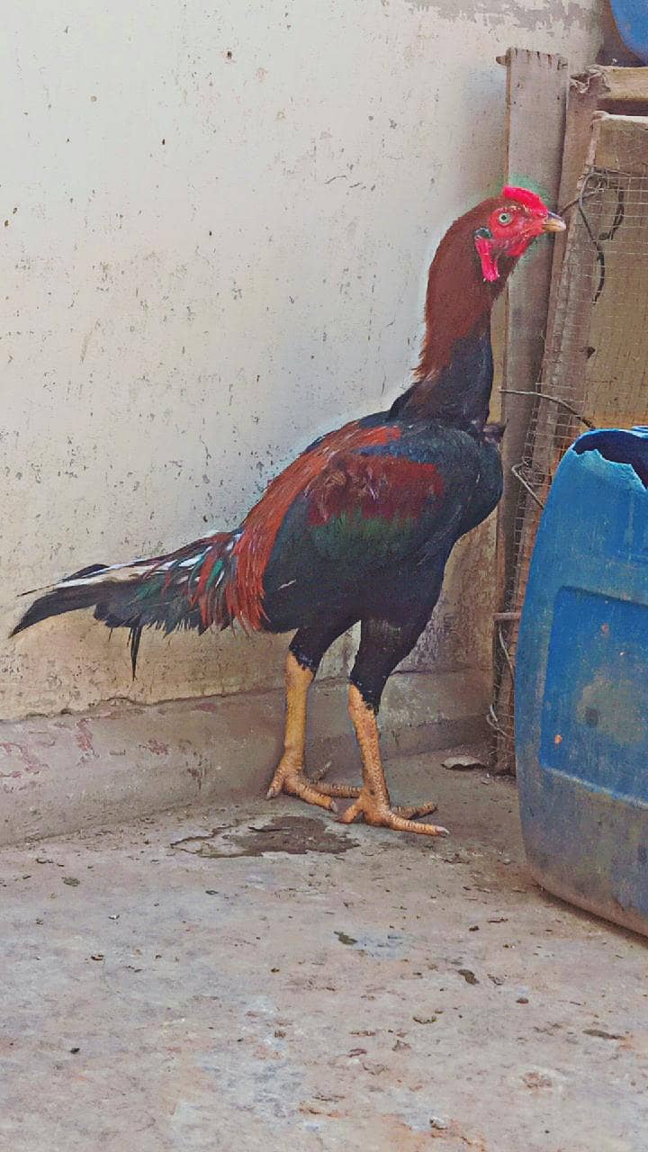 aseel murga 2