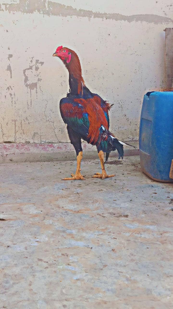 aseel murga 5