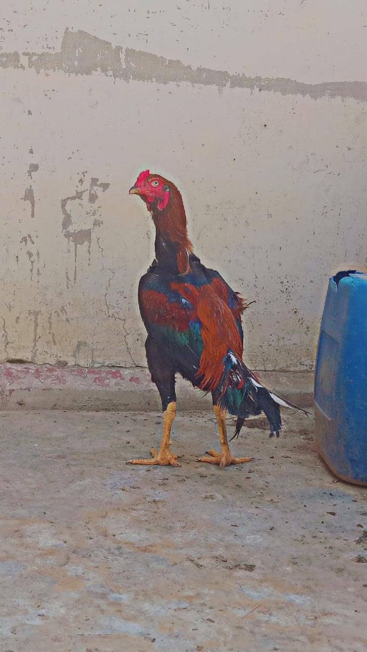 aseel murga 6