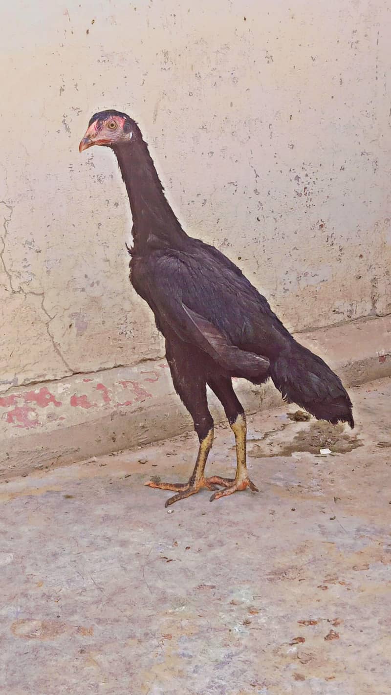 aseel murga 8