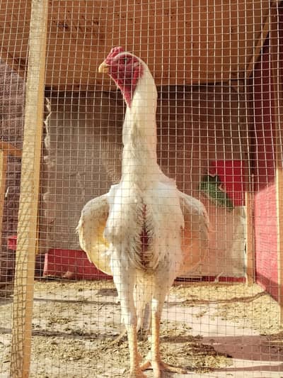 White O Shamo Rooster 11 Months Old - Pure white