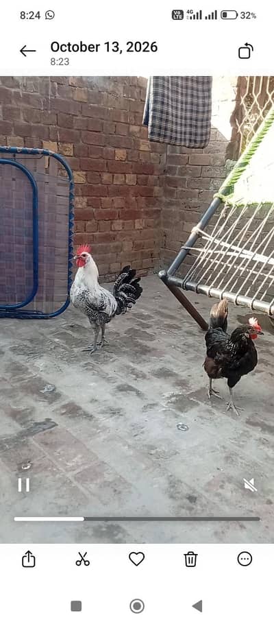 Hens murga and 2 murgi