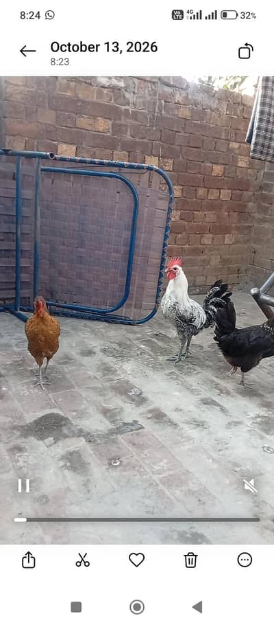 pair 1 murga and 2 murgi