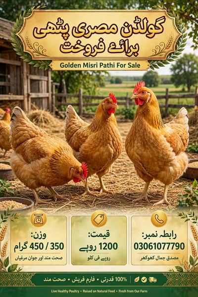 Golden Misri Murghi