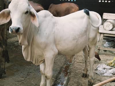 gray brahman