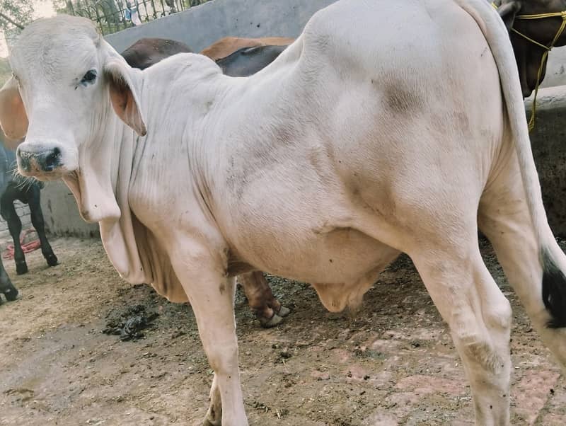 gray brahman 1