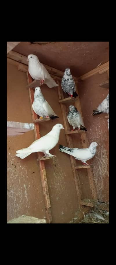 16 Patti wale kaboter sale karnay hain