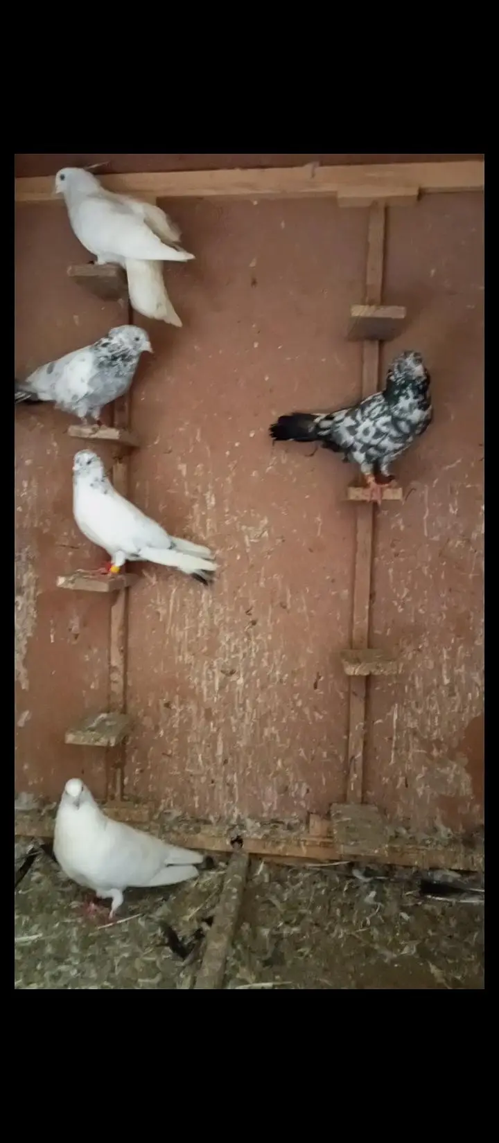 16 Patti wale kaboter sale karnay hain — photo 2