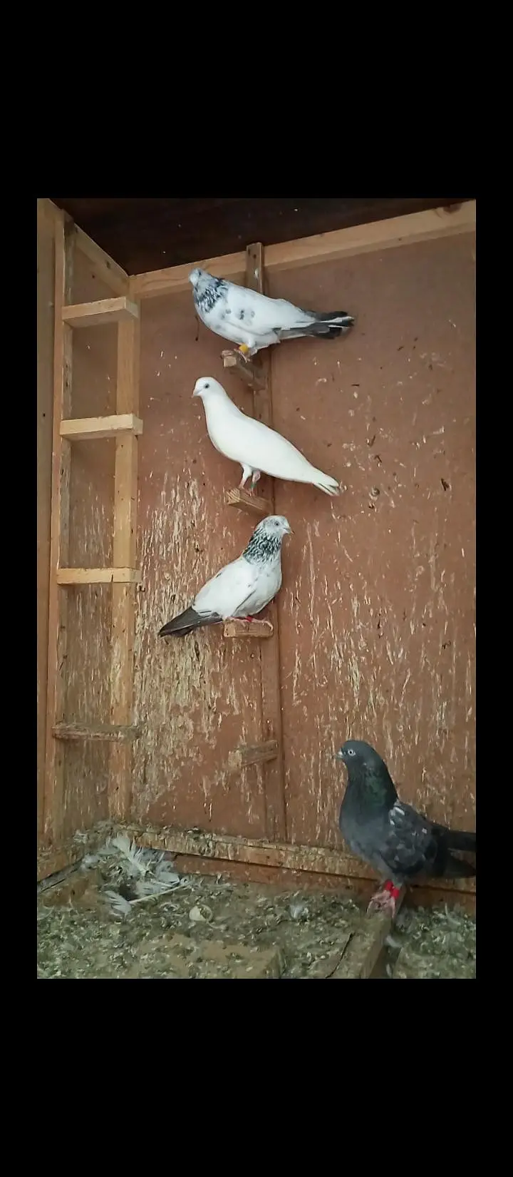 16 Patti wale kaboter sale karnay hain — photo 3