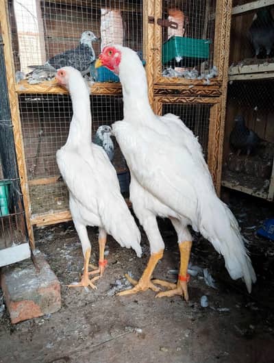 shamo 4.5 month pair  for sale